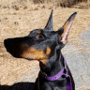 Meet your Posher, Melody